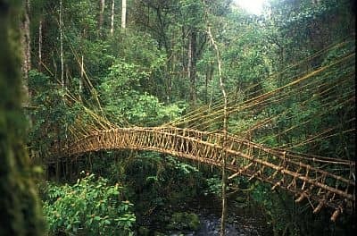 NEW GUINEA FOREST